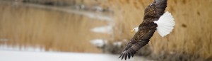 Eagle in flight