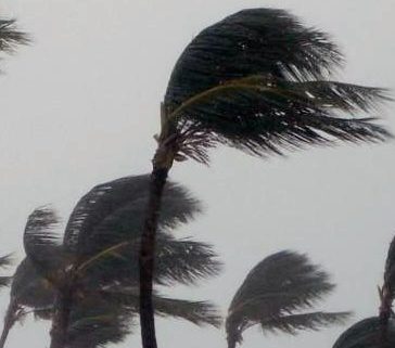 trees with wind