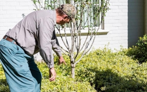 Man looking a damaged landscaping