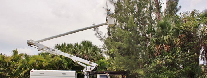 Australian Pine removal