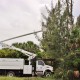 Australian Pine removal