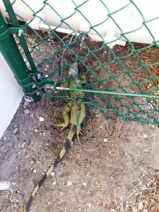 iguana going under fence
