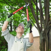 tree pruning