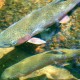 fish in pond