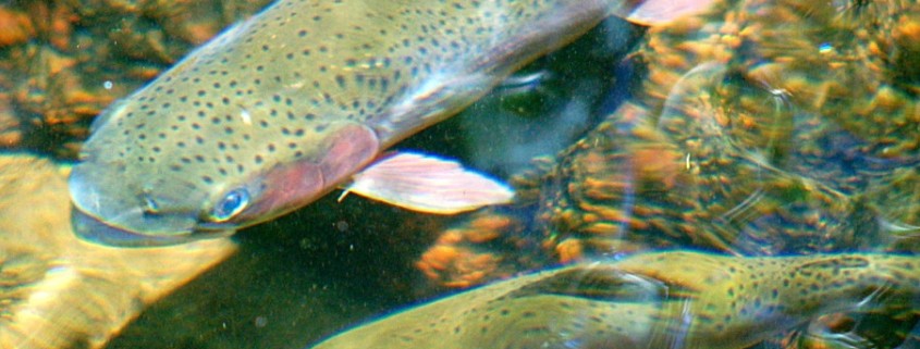 fish in pond