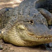 Alligator