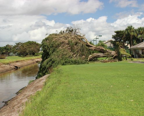 Downed tree E-3 Canal north of Linton Blvd. - blocked right-of-way