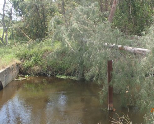 Vegetation in Homeland Canal west of SR7 - tree potentially blocking culvert