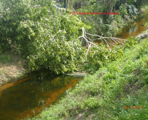 Vegetation in L-27 Canal Village of Golf east of entrance