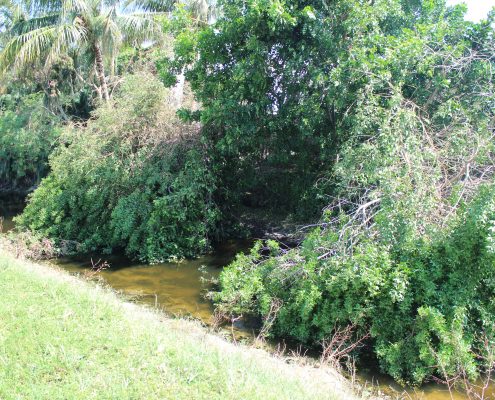 Vegetation in L-42 Canal in area of Yamato Road and SR7