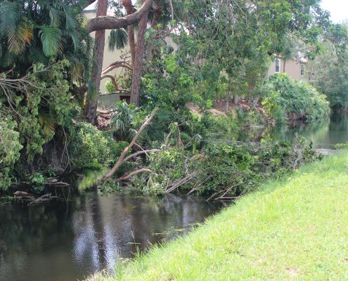 Vegetation in L-48 Canal in area of Boca Delmar