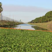 Weeds in canal captured by boom