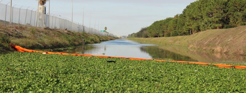 Weeds in canal captured by boom