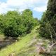 L-50 Canal east Boca Raton After Hurricane Irma