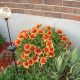 backyard-with-mulches-and-blanket-flowers