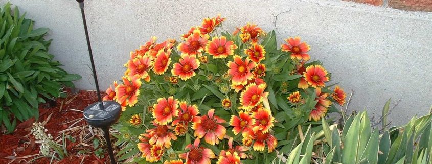 backyard-with-mulches-and-blanket-flowers