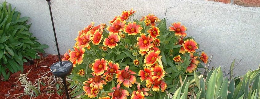 backyard-with-mulches-and-blanket-flowers