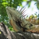 Iguana