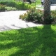 Photo of lawn