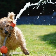 Dog with garden hose