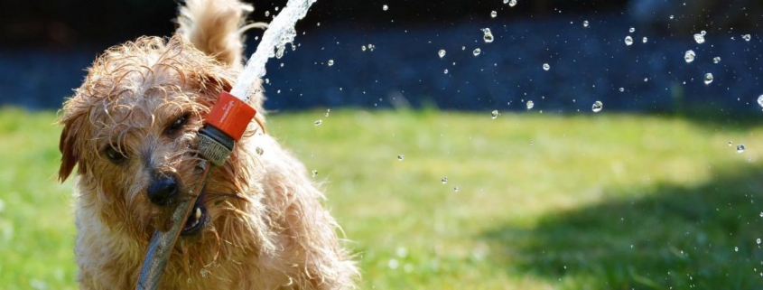 Dog with garden hose