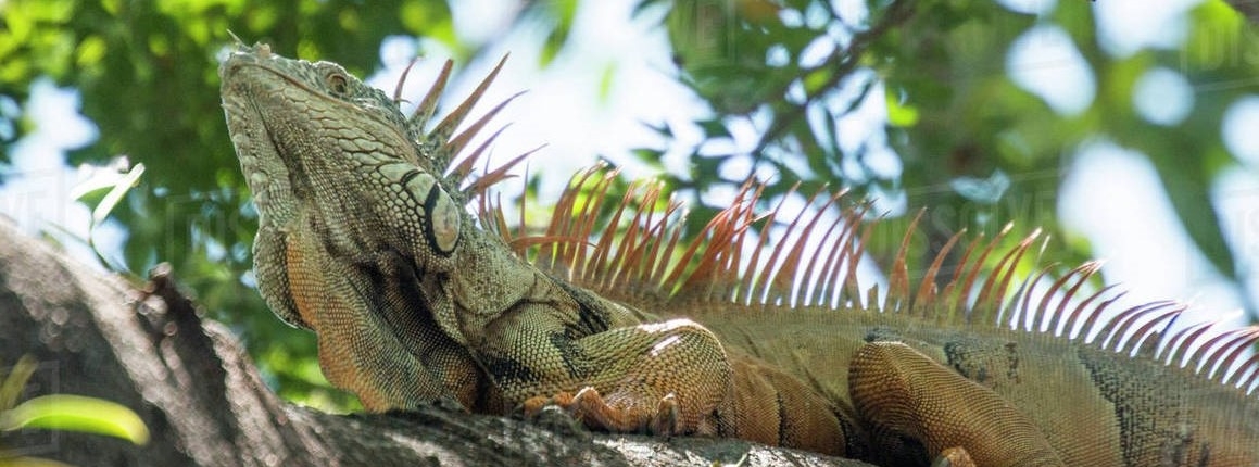 Photo of iguana
