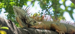 Photo of iguana