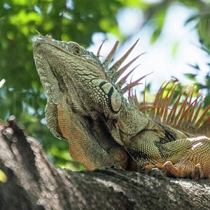 Photo of Iguana