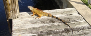 Photo of Iguana