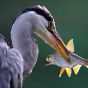 heron bird with fish in its mouth