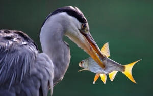 heron bird with fish in its mouth