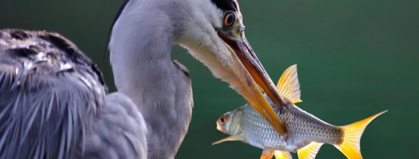 heron bird with fish in its mouth