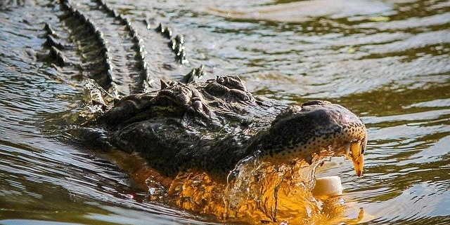 Alligator in water