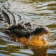 Alligator in water