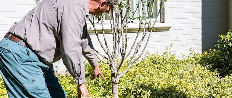 Man looking a damaged landscaping