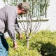 Man looking a damaged landscaping