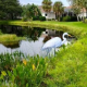 White bird by a stormwater pond