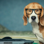 dog wearing glasses and sitting in front of a computer