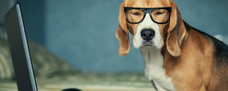 dog wearing glasses and sitting in front of a computer