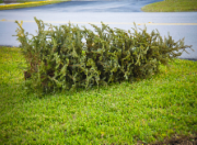 tree on lawn