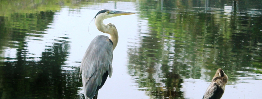 Bird on the canal bank